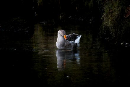 Foto Graugans im Wasser