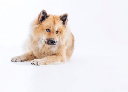Eurasier vor weißem Hintergrund