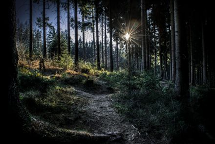 Fotos Wald Kirchschlag am Breitenstein