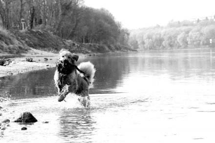 Hunde-Fotos an der Donau