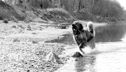 Hunde-Fotos spielen am Wasser