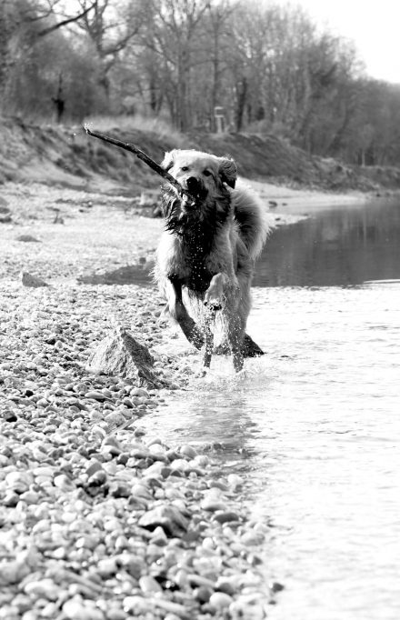Hunde-Fotos am Wasser