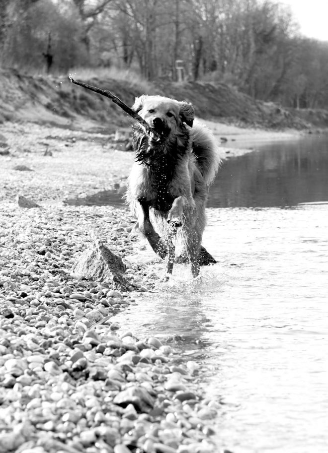 Hundefotos in Wilhering