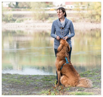 Hunde-Fotos Training