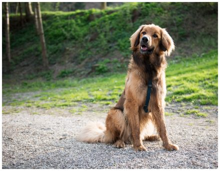 Hunde-Fotos Hovawart