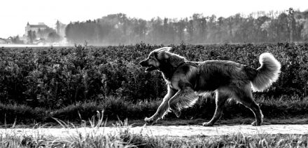 Hunde-Fotos Schloss Ottensheim