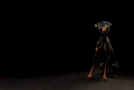 Hundefotografie Dobermann