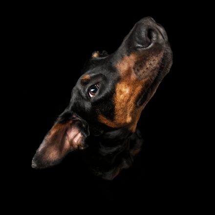Hundeportrait Dobermann