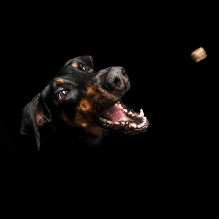 Hundefotografie Leckerli