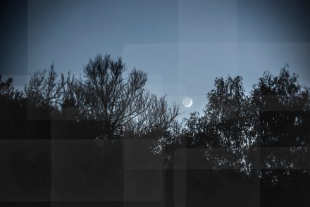 Foto Mond und Bäume