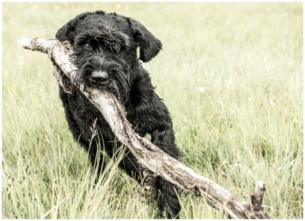 Riesenschnauzer Hundefotografie