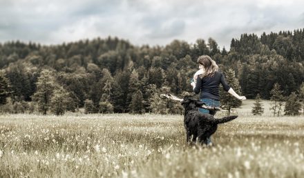Hundespaziergang Sommerwiese