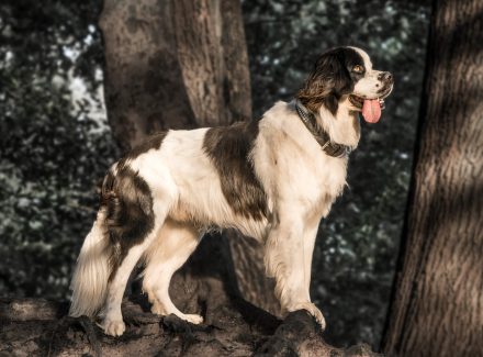Foto Landseer