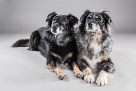 Hunde-Studiofotografie