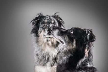 Studiofotografie Hunde