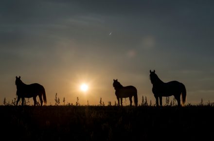 Pferdeherde im Sonnenuntergang