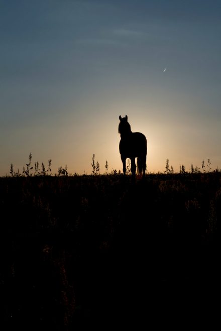Pferd im Sonnenuntergang