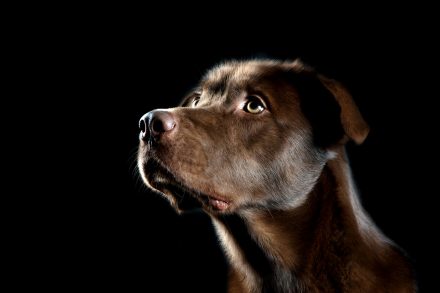 Hundeportrait STURMFotografie