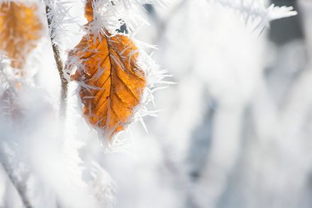Winter Foto vereistes Blatt
