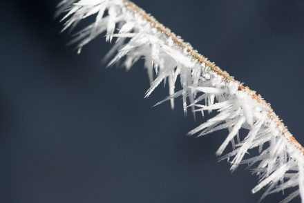 Winter Fotos vereister Ast