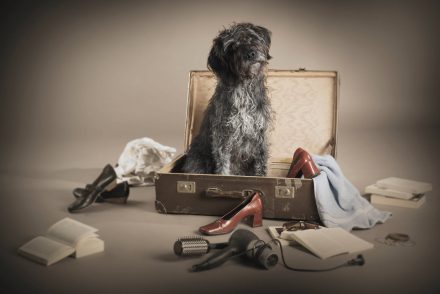 Hund Urlaub Foto