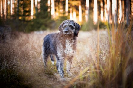 Foto Schnauzer Mischling Herbst