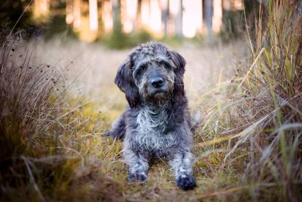 Foto Schnauzer Mischling Herbst