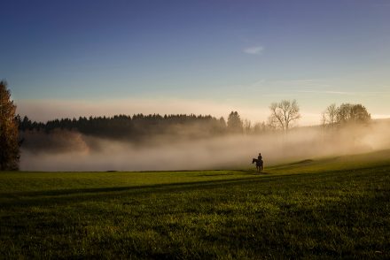 Foto Oktobernebel Pferd Pelmberg