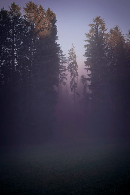 Foto November Wald Mühlviertel