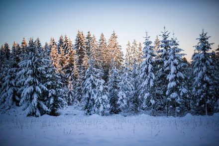 Foto Wald Hellmonsödt Winter