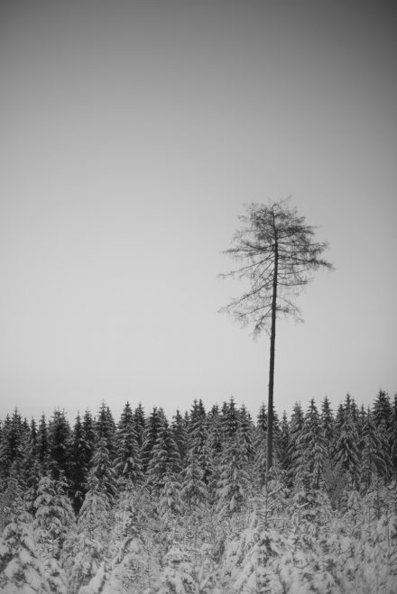 Foto Wald Hellmonsödt Kiefer