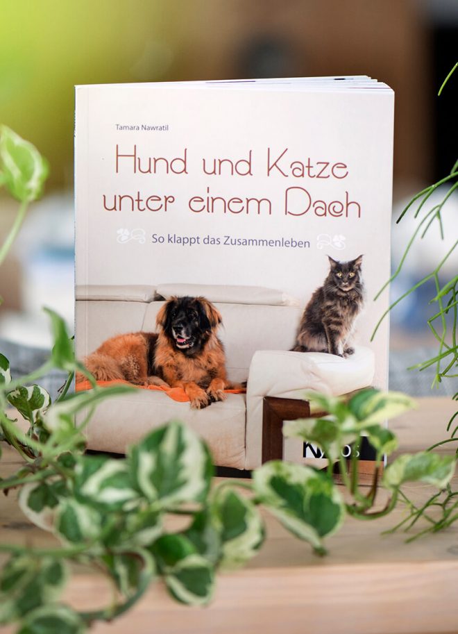 Hund & Katze unter einem Dach