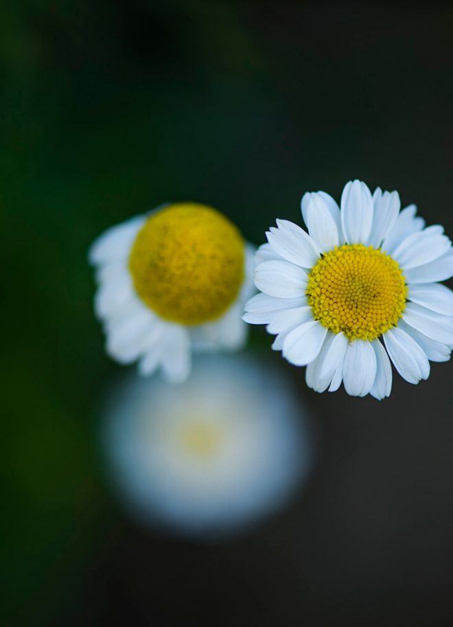 Gartenbilder