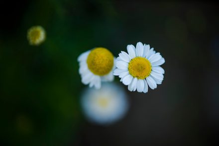 Foto Margeriten Blüte