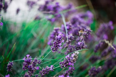 Foto Lavendelblüte Biene