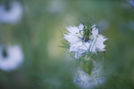 Foto Blüte Schwarzkümmel