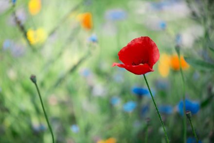 Foto Wildes Blumenbeet