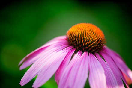 Foto Echinacea Blüte