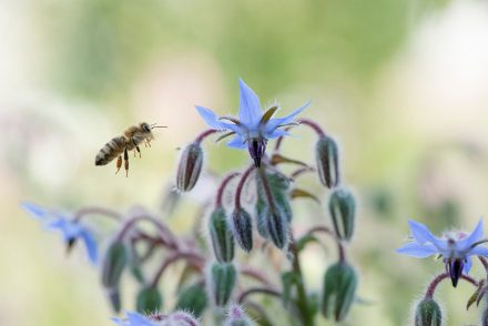 Foto Borretsch-Blüten Biene