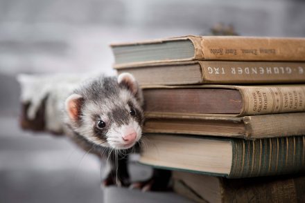 Frettchen mit Bücherstapel