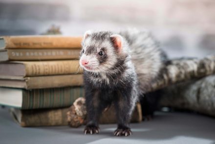 Frettchen im Studio STURMFotografie