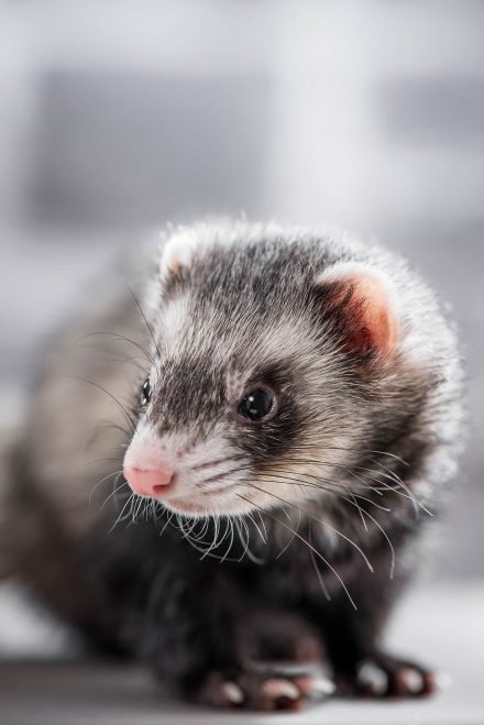 Frettchen Portrait Tierfotografie