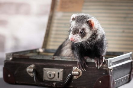 Frettchen Tierfotografie