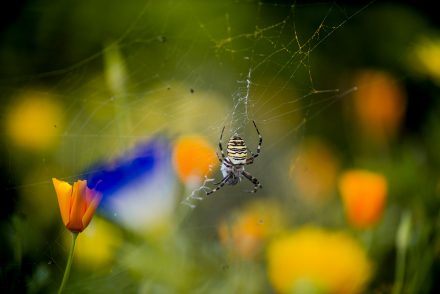 Wespenspinne Foto