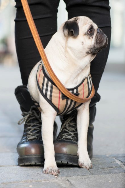 Mops Konrad in Linz