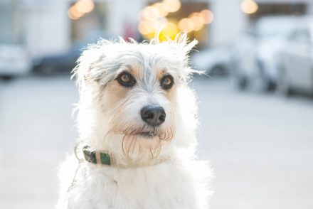 Hundeportrait Linz