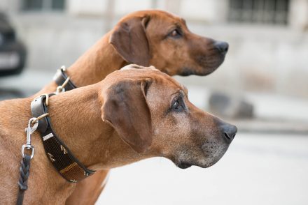 Hundefotografie Rhodesian Ridgeback-Pärchen