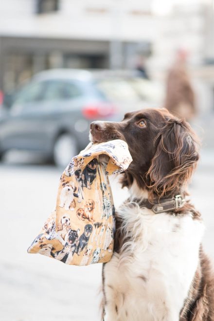 Hundeportraits Stadt Linz