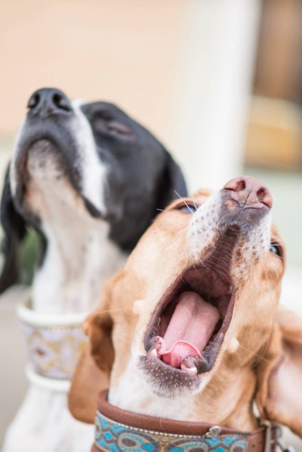 Hundeportraits Stadt Linz