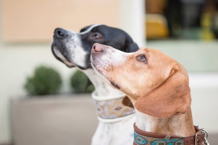 Hundeportraits Stadt Linz